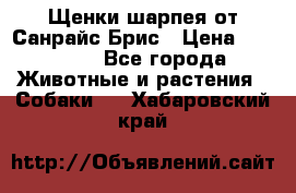 Щенки шарпея от Санрайс Брис › Цена ­ 30 000 - Все города Животные и растения » Собаки   . Хабаровский край